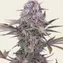 Master Kush - Regular - Image 3