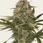 Master Kush - Regular - Image 4
