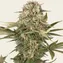 Master Kush - Regular - Image 1
