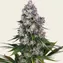 Northern Lights - Regular - Image 2