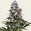 Northern Lights - Regular - Image 1