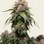 White Widow - Regular - Image 5