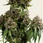 White Widow - Regular - Image 6