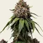 White Widow - Regular - Image 2