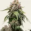 White Widow - Regular - Image 3