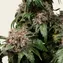 White Widow - Regular - Image 4