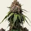 White Widow - Regular - Image 1