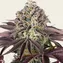 GrandDaddy Purple - Image 2