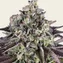 GrandDaddy Purple - Image 3