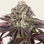 GrandDaddy Purple - Image 1