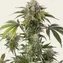 Durban Z - Image 2