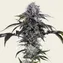 Durban Z - Image 3