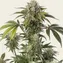 Durban Z - Image 1