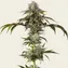 Durban Poison - Image 2