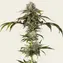 Durban Poison - Image 1