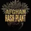 Afghan Hash Plant Auto - Image 1