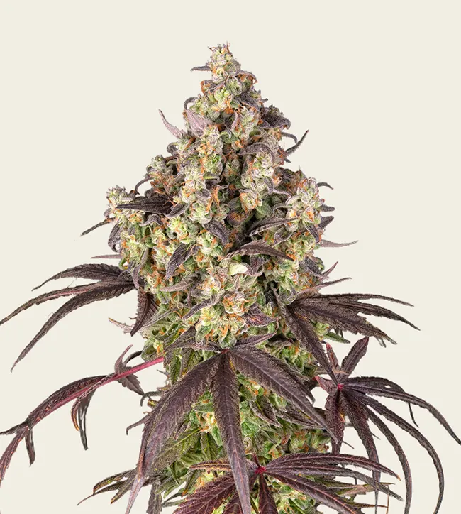 Buy Lemon Cherry Gelato Strain Seeds | USA