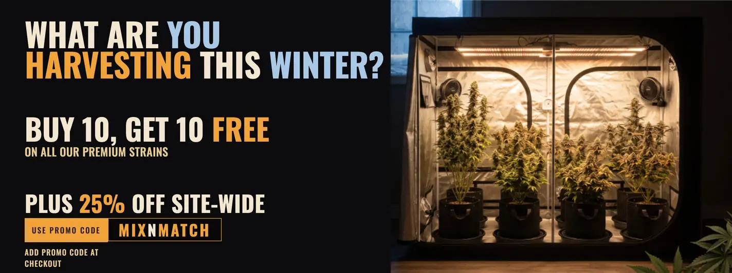 BOGO 10+10