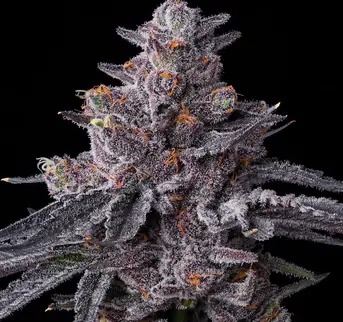 Join the Barney’s Farm Community