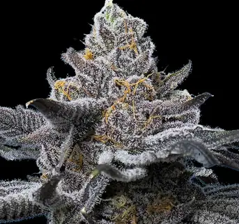 Cannabis Seeds from Barney’s Farm