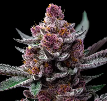100+ Cannabis Strains
