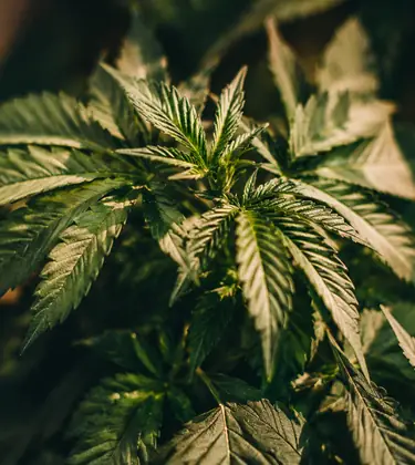 Close-up of green cannabis leaves under warm, low light with a shallow depth of field.