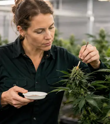 Female cannabis breeder carefully pollinating a flowering plant with a small brush inside a professional indoor grow room.