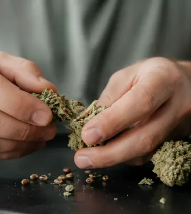 Weed Has Seeds
