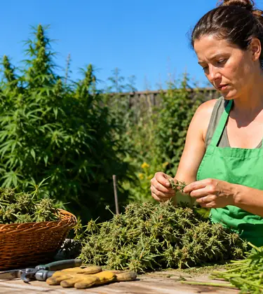 Woman in a green apron at a garden workbench separating cannabis buds from woody stems after harvest.
