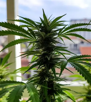 Home Grow Laws by State
