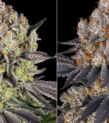 Gelato vs. Runtz