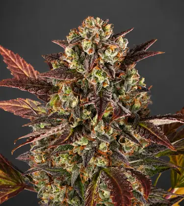 Close-up of a frosty cannabis flower cluster with deep purple leaves, orange pistils and a thick coating of white trichomes against a dark background.