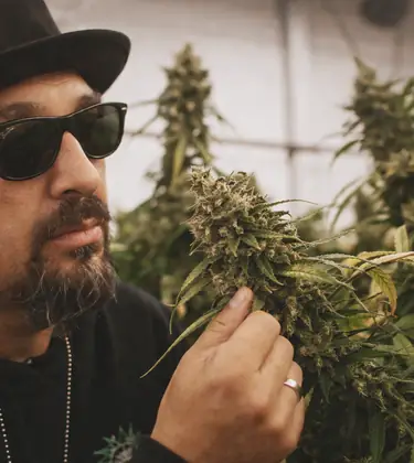 OG Weed