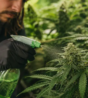 Cannabis Pesticides and Heavy Metals