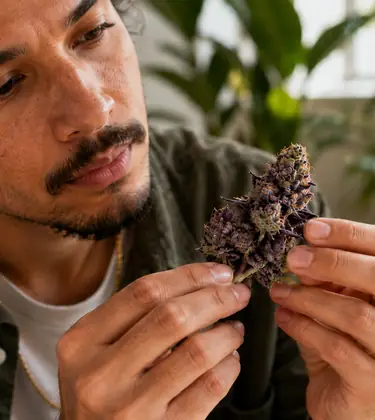 Cannabis Turns Purple
