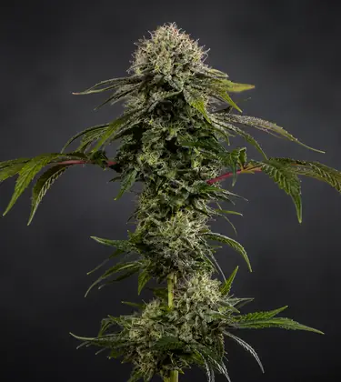 Tall spear-shaped Durban Poison flower with narrow serrated leaves and red petioles against a dark background.