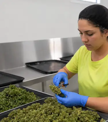 Trimmer working alone at a stainless steel bench with trays of cannabis in front of her.