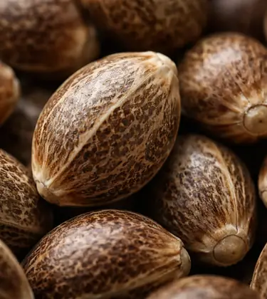 All Types of Cannabis Seeds