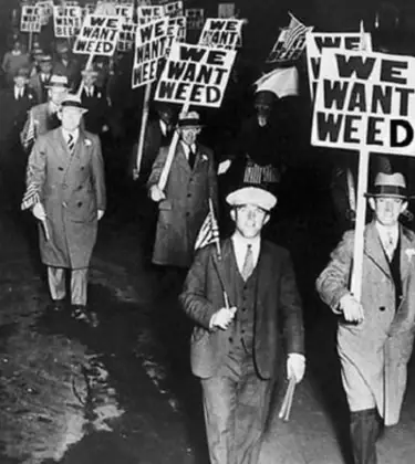 "We Want Weed" Protest photo