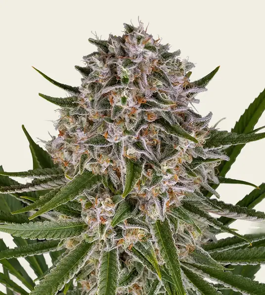 Lemon Haze Auto - Main Image