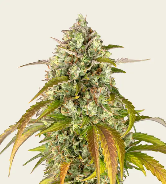 Pineapple Express Auto - Main Image