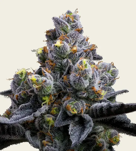 Garlic Cookies - Main Image
