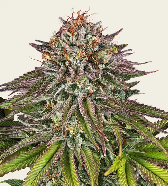 Critical Kush - Main Image