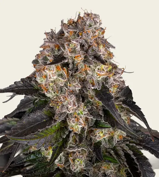 Girl Scout Cookies - Main Image