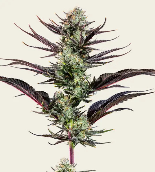 Thin Mint Frosting - Main Image