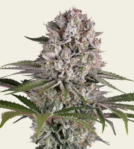 Amnesia Haze - Main Image
