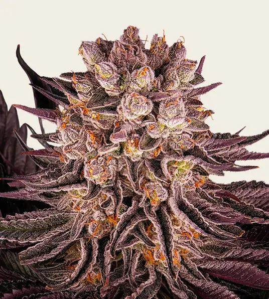 Mimosa x Orange Punch - Main Image