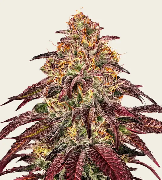 Mimosa x Orange Punch Auto - Main Image