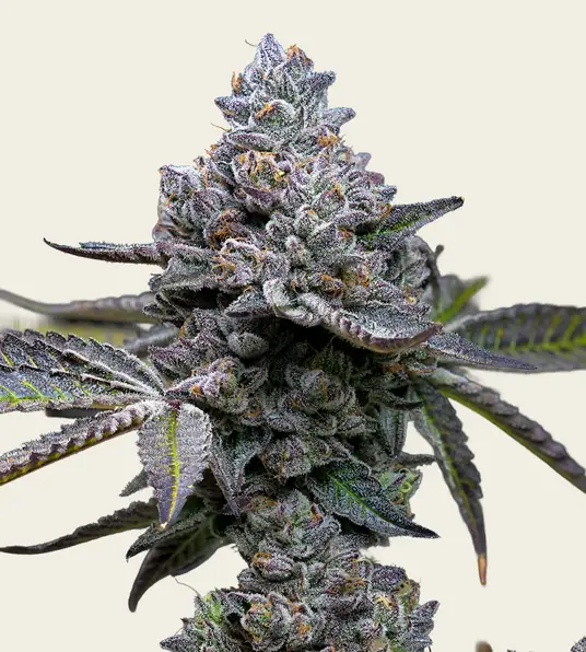 Apple Fritter - Main Image