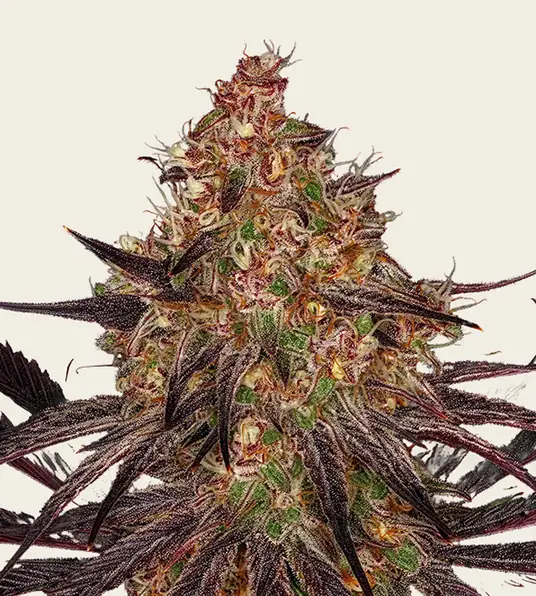 Ayahuasca Purple - Main Image